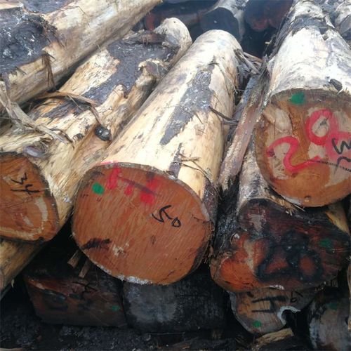新疆 南方松原木,柏木原木,批发销售找联友木材