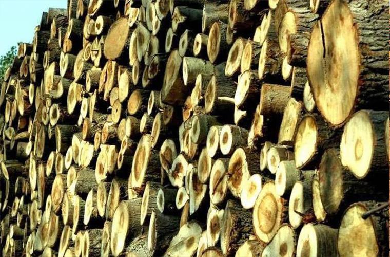 出售树木时收获的主要木材产品-您在木材销售时可能拥有的林产品-仿真